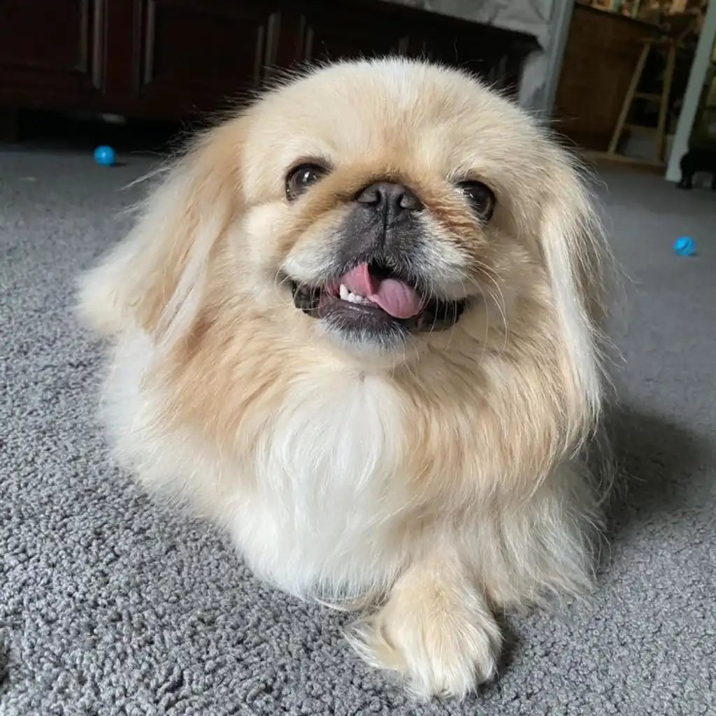 Pekinés dorado adulto, foto real de nuestro criadero