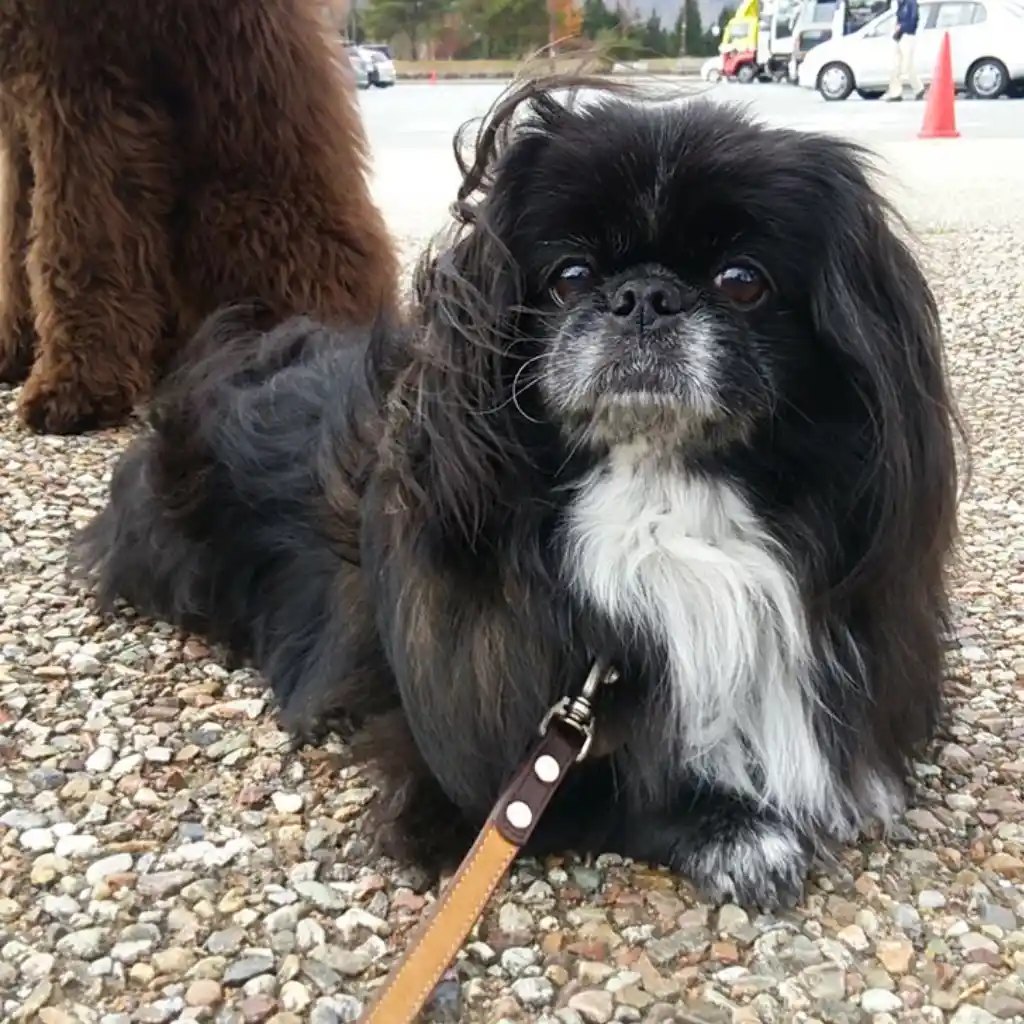 Pekinés Negro de cuerpo entero