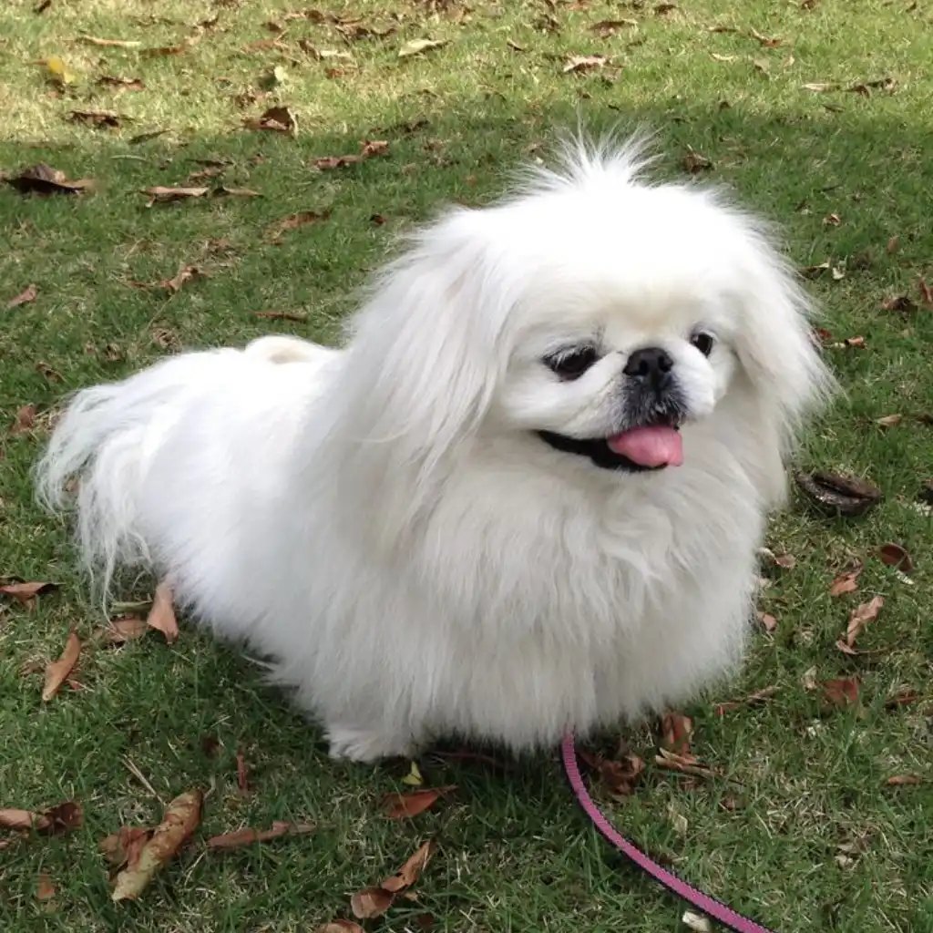 Pekinés blanco en Medellín