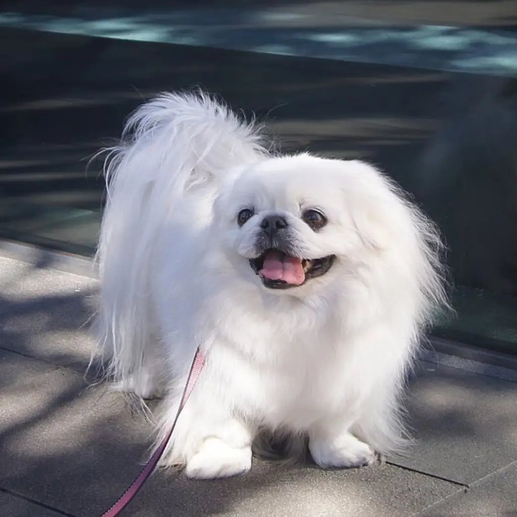 Pekinés blanco en Bogotá