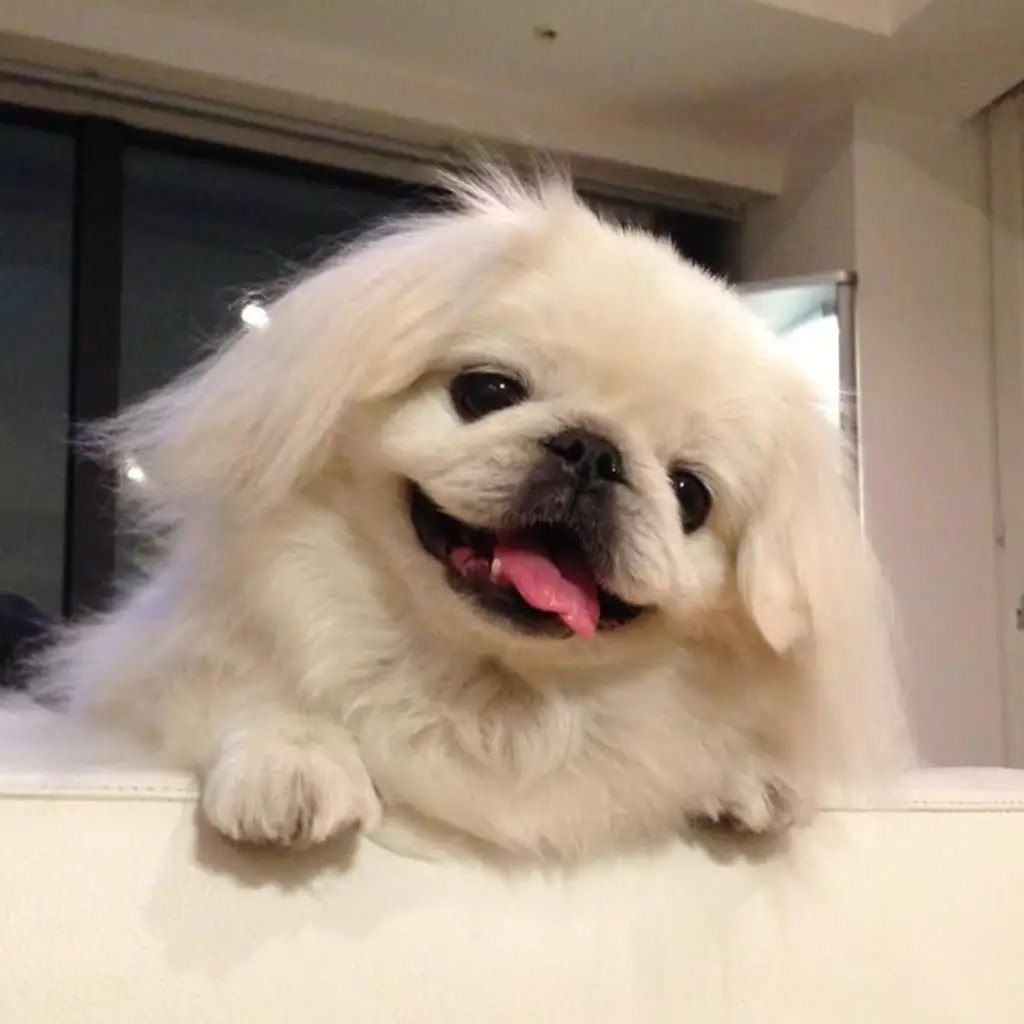 Cachorro pekinés crema del criadero