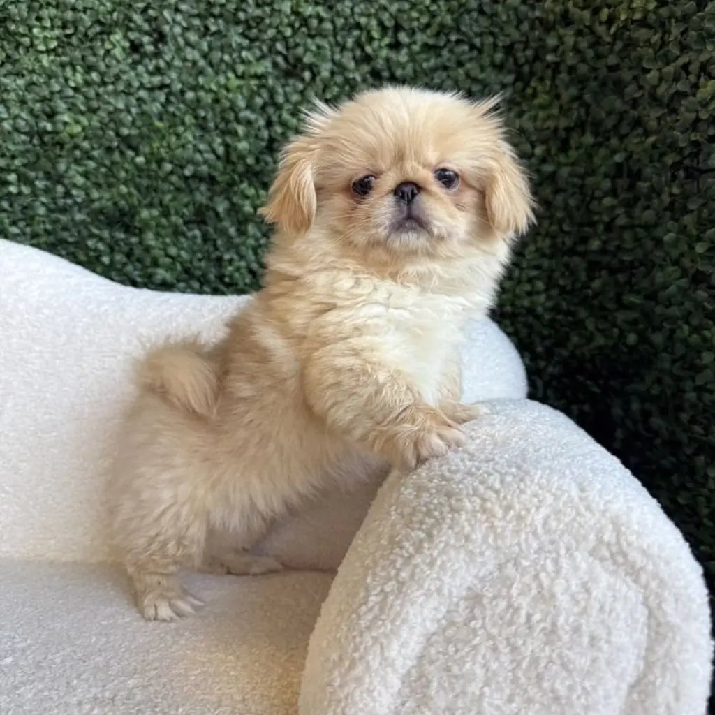 Pekinés dorado en venta, criadero en Medellín