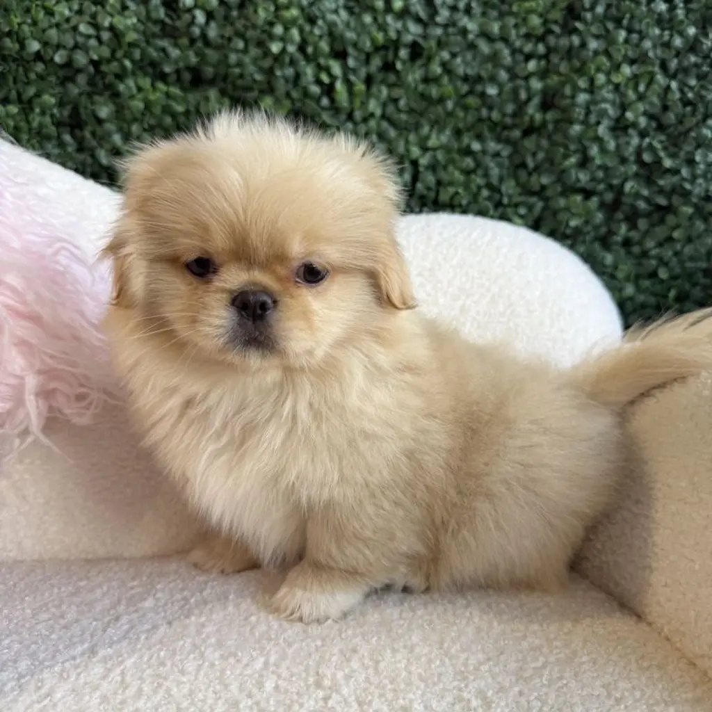 Pekinés dorado en Bogotá, foto real del criadero