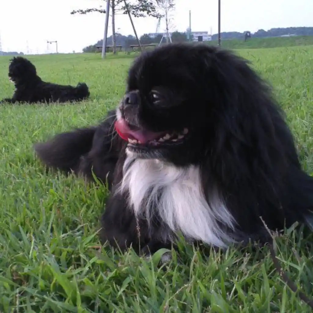Pekinés negro en venta en Colombia