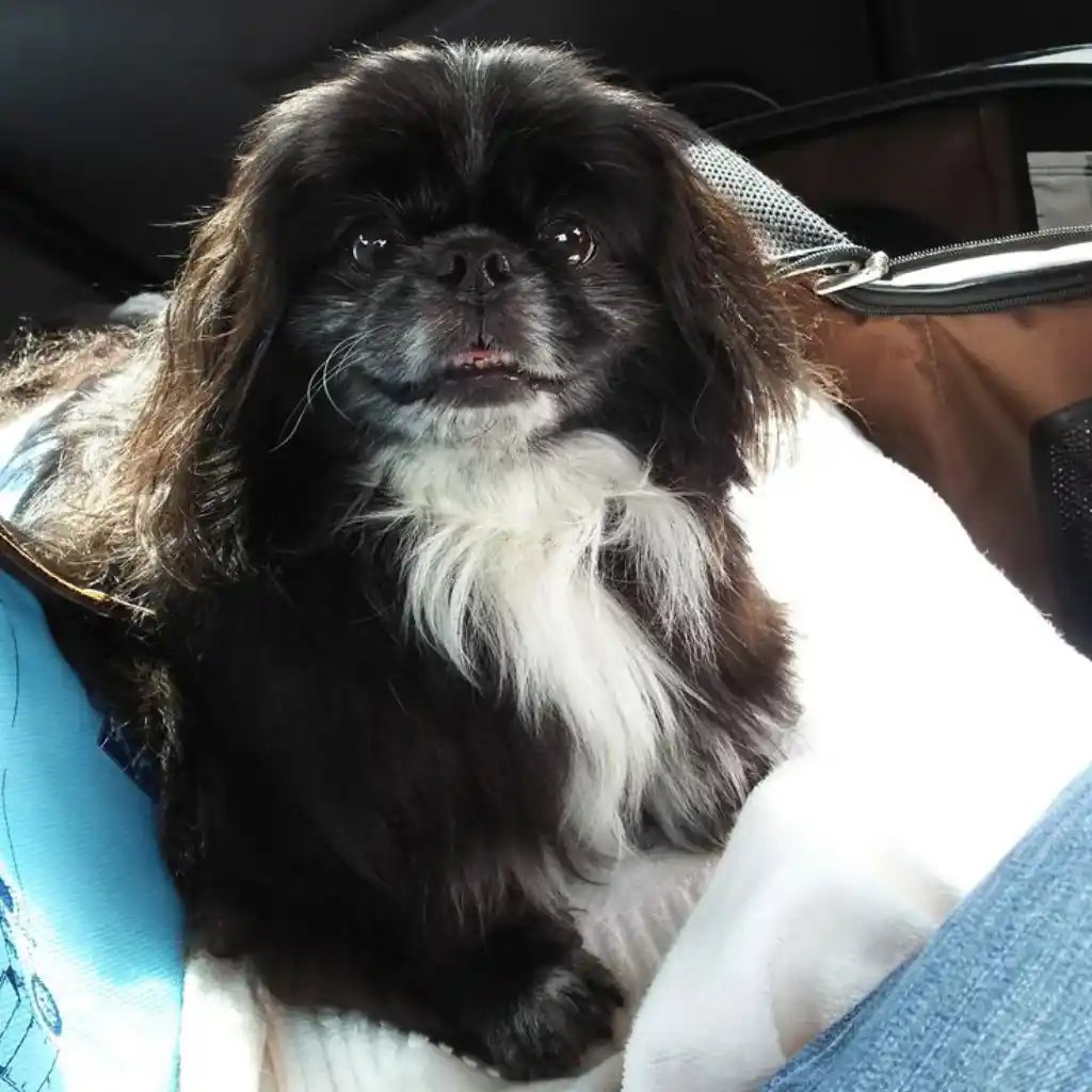 Pekinés negro, foto real del criadero