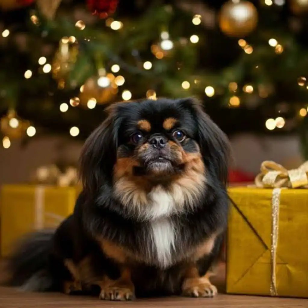 Pekinés negro y fuego en Medellín