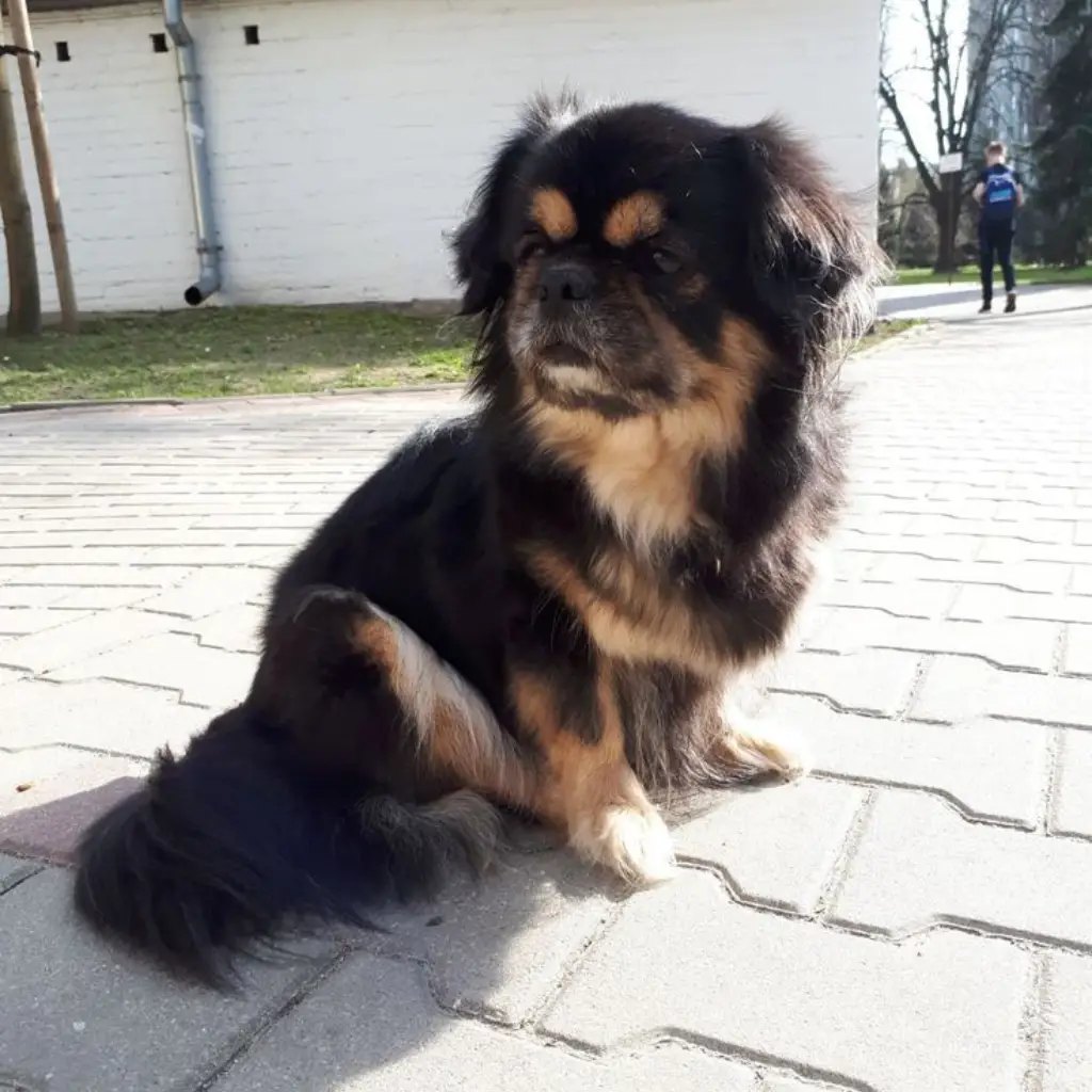 Pekinés negro y fuego, foto real